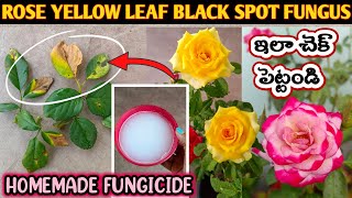 Rose Plant Growing Tips  Rose Plant Care How to Treat Black spot on Roses Save Rose Plant gulabi [upl. by Dahle]