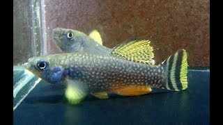 Killifish  Aphanius dispar  How to Hatch amp Breed Arabian Killifish eggs [upl. by Gapin21]