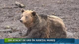 OM ATACAT DE URS ÎN JUDEŢUL MUREŞ [upl. by Eeclehc112]