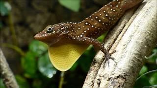 Anolis oculatus montanus [upl. by Elyc955]