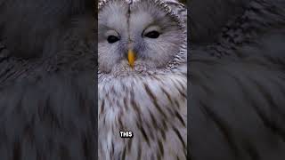 Owl Superpowers How Owls Turn Their Heads 270 Degrees animalfacts facts [upl. by Esenahs730]