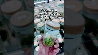 Staghorn Fern Tissue Culture  Platycerium wandae tissue culture plant laboratory ferns [upl. by Rog]