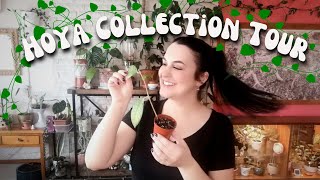 Hoya Plant Collection🌼Chatty Houseplant Tour [upl. by Detta629]