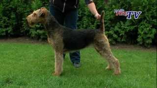 Airedale Terrier Informationen zur Rasse [upl. by Ahsieker95]