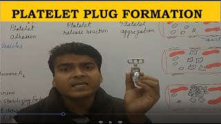 Platelet Plug Formation  HEMOSTASIS  NEET BIOLOGY  BPHARM ANATOMY LECTURE [upl. by Nuhsal]