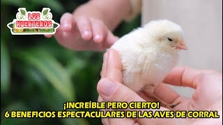 ¡Increíble pero cierto 6 beneficios espectaculares de las aves de corral [upl. by Melas]