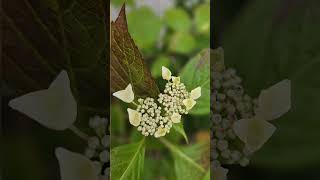 Voici les hortensias de mon jardin [upl. by Fifi959]