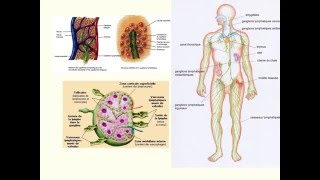 La lymphe et le système lymphatique [upl. by Antonietta]