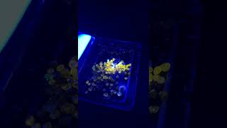 Glowing Gems Fluorescent Natural Diamonds under UV [upl. by Leakim]