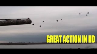 HUNTING BRANT AND BUFFLEHEAD ON THE GREAT SOUTH BAY IN HD [upl. by Watt]