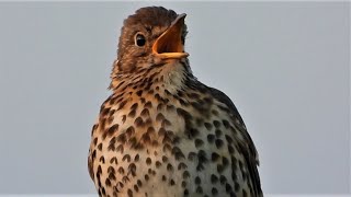 ♫ SONG THRUSH Singing ♫ 1 HOUR Birdsong VIDEO ♫ 4K Sounds of Nature [upl. by Sunda5]