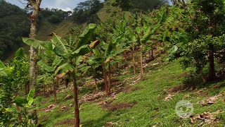 Aprenda cómo puede hacer productiva y rentable su explotación  La Finca de Hoy [upl. by Roxi379]