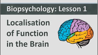 Biopsychology Lesson 1  Localisation of Function in the Brain [upl. by Craggy381]