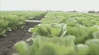 CDC Romaine lettuce not safe to eat [upl. by Napra]