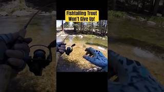 Fishtailing Trout Won’t Give Up fishing trout troutfishing streamfishing [upl. by Cyn]