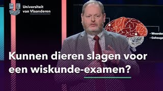 Kunnen dieren slagen voor een wiskundeexamen [upl. by Metah]