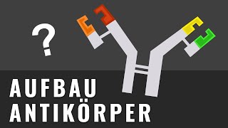 Wie zeichnet man Antikörper  Aufbau Antikörper  Biologie einfach erklärt  AbiturWissen [upl. by Cruz550]