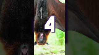 Top 10 sur les chauves souris géantes [upl. by Tremann]