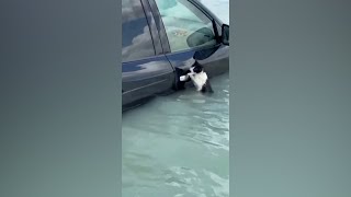 Cat clings to car door to escape flooding in Dubai  VOA News [upl. by Socher795]