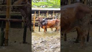 Mind Blowing Sahiwal Bull Getting Showered at Village Cattle Market Bangladesh 2024 [upl. by Nahtad433]