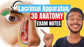 lacrimal apparatus anatomy 3d  anatomy of lacrimal apparatus  lacrimal gland anatomy [upl. by Ynalem]