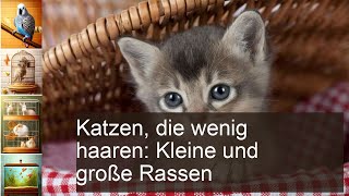 Katzen die wenig haaren Kleine mittelgroße und große Rassen und ihr Fell [upl. by Ayotan]