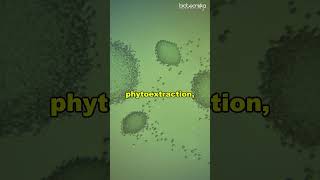 Bioremediation Techniques Explained in 60 Seconds bioremediation [upl. by Ynnavoj]