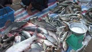 Fisheries in Lao PDR by Mekong River Commission [upl. by Drofwarc]