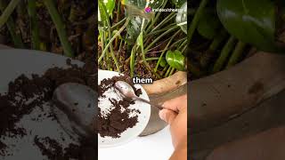 How to Instantly Boost Plant Growth with This Simple Soil Hack [upl. by Drisko]