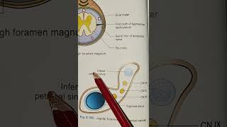 Jugular Foramen humananatomy bdchaurasia medicalstudents utubeshorts [upl. by Sitnerp589]