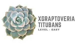 xGRAPTOVERIA TITUBANS  CARE TIPS [upl. by Ekard]