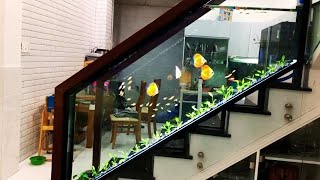 Beautiful Ladder Discus Tank Ideas  Gorgeous Discus Planted Aquariums [upl. by Anitel]