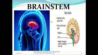 Neural Control of Locomotion By Dr Dhwanit S Shah PhD MPT Neurology [upl. by Alimrahs]