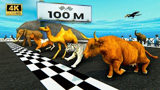 100 Meters Wild Animals Race  Racing Animals LION COW MAMMALS CAMEL HORSE  Giant Animals Race [upl. by Aiclid]