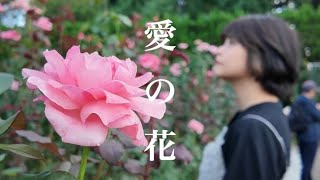 愛の花  あいみょん short ver cover by なしのき。 [upl. by Melvena821]