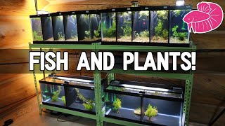 Adding Betta Fish and Plants to the NEW Tank Rack [upl. by Luiza]