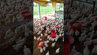 Baby Chicks at 16 Days Chicks Growth poultry poultryfarming chicks farming trending shorts [upl. by Rehotsirhc52]