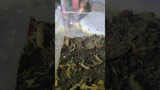 Plug Hole trapdoor spider feeding10 euoplos inornatus australia ytshorts spider furry [upl. by Nortal]