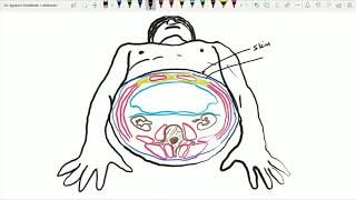 Fascia Transversalis Extraperitoneal connective tissue amp Parietal peritoneal folds Ant Abd  10 [upl. by Giles740]