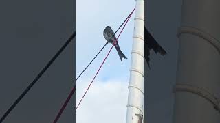 Drongo Bird nature amazing beautiful shortsvideo shortsfeed [upl. by Bagley]