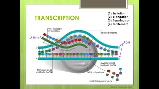 Biosynthèse des protéines la transcription  Partie 1 [upl. by Enamrej]