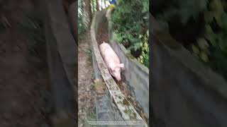 Creative Way To Load Pigs Via A Concrete Channel [upl. by Carlynne226]