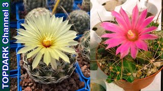 14 Lindas Variedades de Coryphantha [upl. by Adierf]