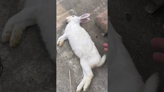 Ya achanak kya ho gaya😟😰 viralvideo foryou rabbits 1000subscriber fyp [upl. by Westbrooke]