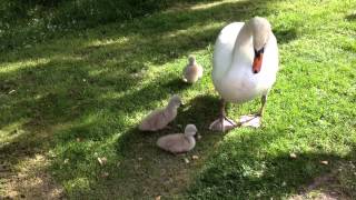 Maman cygne avec ses bébés cygneaux trop mignons [upl. by Danette]