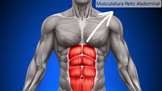 Diástase abdominal e Tratamento [upl. by Irod]