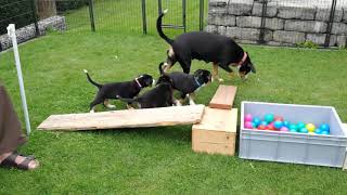 Entlebucher Sennenhunde Der AWurf von der Laughy [upl. by Coltson]