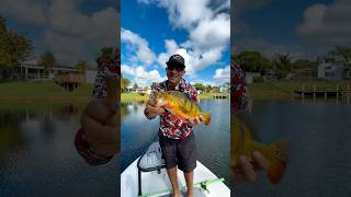 neighborhood Canal Fishing🔥beavertailskiffs urbanfloridafishing floridasportfishing fishing [upl. by Rahsab]