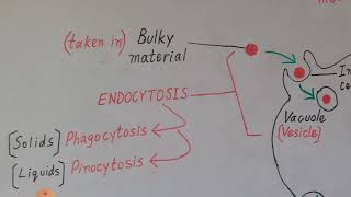 Endocytosis and Exocytosis Explained in Englush amp Urdu [upl. by Lindner]