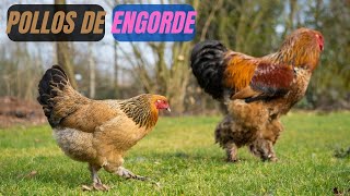 🐔🐓 Pollos de Engorde Cría y manejo para principiantes [upl. by Torie540]